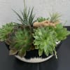 a small displace of greenary including succulents, zebra haworthia , air planet