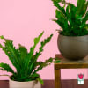 Introducing the Beretania Florist Tabletop Fern Plant &ndash; a delightful gift that