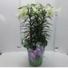 This traditional Easter lily is a wonderful gift that symbolizes purity and
