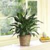 Our lush lily lives up to its name, with exuberant green leaves