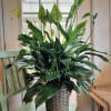 Our lush lily lives up to its name, with exuberant green leaves