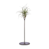Metal stand and one small tillandsia. (air plant) 
