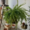 This gorgeous Boston Fern is a showstopper! Potted in a 12" ceramic