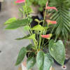 4&quot; Anthurium plant with pot cover.

*Colors vary depending on current stock.