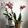 Take a selfie with our Orchid Selfie potted plant! Double stem phalaenopsis
