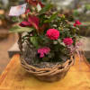 A basket arrangement of mixed plants and florals. 
