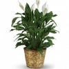 Bring peace and harmony to any space with the Peace Lily (Spathiphyllum)