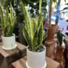Need an easy yet striking plant to take care of? Then the