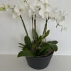 An artfully designed&nbsp;composite arrangement of decorative and/or blooming plants in a medium