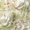  She say ,,YeS&#039;.  A 100 Fresh Cut Premium Roses is