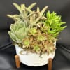 Colorful succulents planted in a vintage inspired ceramic bowl on a wood