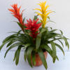 3 mixed Bromeliads designed in an 8&quot; terracotta planter. 