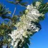 . This wedding package includes 

.two tropical floral sprays in your color