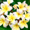 The beautiful aroma of Plumaria flowers will drift in the wind and