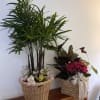 These fun exotic plants Will complement the home perfectly for indoor setting