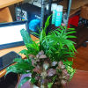 Decorated dish garden with mixed green plants and decorated with fresh flowers.
