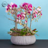 Introducing the Orchid Forest arrangement, an awe-inspiring masterpiece that invites the breathtaking