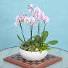 Please be aware that the colors of orchids may vary. If you