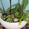 Please be aware that the colors of orchids may vary. If you