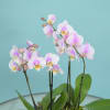 Please be aware that the colors of orchids may vary. If you