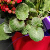 Gorgeous bright red pot Fun assortment of living plants including a heart