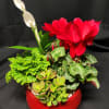 Red highest quality pot will surely be a favorite. Jade, blooming peace