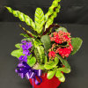 Long lasting living plants and the sweetest heart shape plant at center.