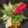 Red pot will surely be a favorite. Jade, blooming peace lily, cyclamen