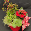 Fun grey blue succulents, blooming red succulents. Some fun ones you just