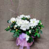 Perennial plant for the garden. Dressed in a cute cloth basket with