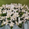 full size casket piece Phalaenopsis orchid arrangement 