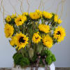 A cheerful and artistic arrangement of vibrant sunflowers, accented with curly willow