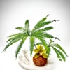 This minimalist yet striking arrangement features lush green fern fronds gracefully arching
