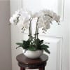 Gorgeous white orchids arrange in a white ceramic container, elegant and sophisticated