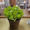 8 inch jade plant in wicker basket 