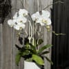 Elegant, exotic, and effortlessly timeless &mdash; A Love for Orchids features a
