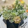 Description: A lush variety of rosette succulents in muted sage, jade, and