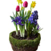 Spring is here! Express your wishes with one of our Easter blooming