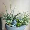 A sleek, modern statement piece. This lush bowl has multiple succulent plants