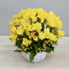 Looking to brighten up someone's day? Try our new daffodil special. With