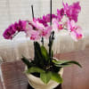 Combination of pink orchids giving thought of love