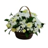 A peaceful white and green basket featuring white daisy mums and white