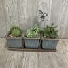 Ceramic planter with 3 succulents and a ceramic tray. Container colors and