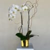 Two stems of Phalaenopsis orchids in a silver or gold  pot.