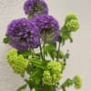 Allium with seasonal texture wrapped in mesh. This is a hand-tied bouquet.