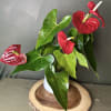 Sweetheart Anthurium Plant In a white ceramic  pot. 

Perfect plant for
