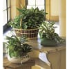 Bring the outdoors in with this lush green potted garden. Arranged in