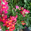 Beautiful Blooming plants decorated