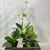 Plant arrangement in a dark brown modern wooden box. Arrangement of a