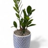 A popular houseplant known for its resilience, low maintenance needs, and air-purifying